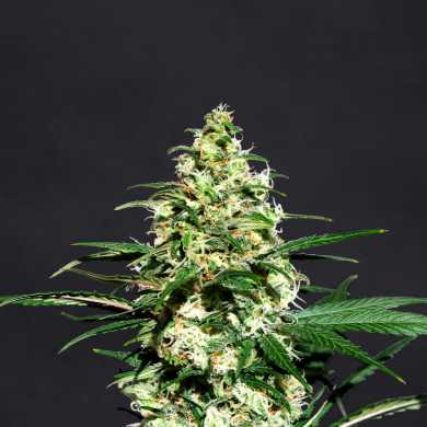 AMNESI-K LEMON KANNABIA SEEDS 3+1UND