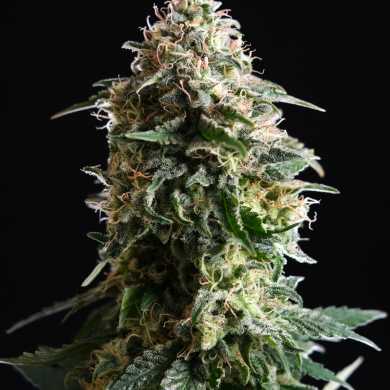 AMNESIA DREAM XL AUTO EDITION KANNABIA SEEDS 5+2UND